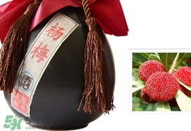 楊梅酒和青梅酒哪個(gè)好喝？楊梅酒和青梅酒區(qū)別
