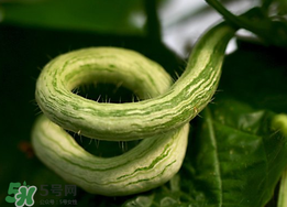 蛇瓜什么時(shí)候種？蛇瓜的種植方法
