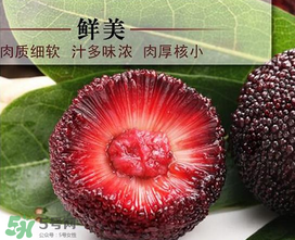 荸薺楊梅和東魁楊梅哪個(gè)好吃？荸薺楊梅跟東魁楊梅有什么區(qū)別？