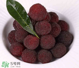 荸薺楊梅和東魁楊梅哪個(gè)好吃？荸薺楊梅跟東魁楊梅有什么區(qū)別？