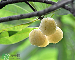白楊梅多少錢一斤？白楊梅產(chǎn)地