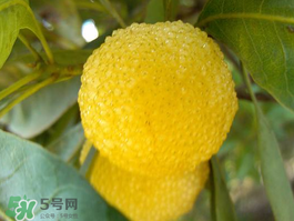 白楊梅可以泡酒嗎？白楊梅泡酒有什么功效？