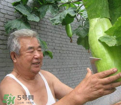 砍瓜種子哪里有賣的？砍瓜多少錢一斤？