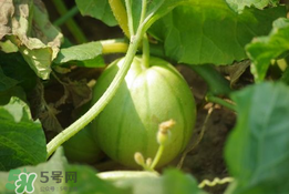 菜瓜多少錢一斤？菜瓜怎么挑？