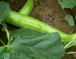 菜瓜多少錢一斤？菜瓜怎么挑？