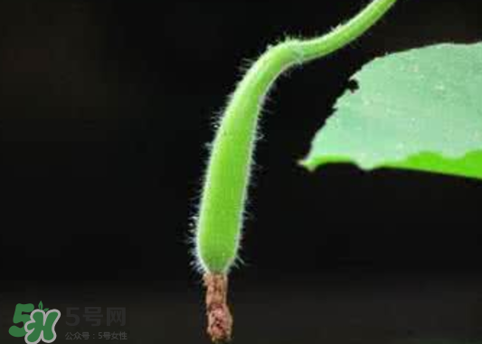 苦瓠子有毒嗎？苦瓠子中毒怎么辦？