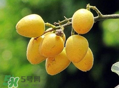 黃皮果怎么吃？黃皮果有什么功效