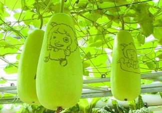 蒲瓜不能和什么一起吃？蒲瓜和什么相克？