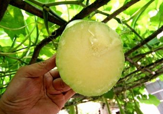 砍瓜種子哪里有賣(mài)的？砍瓜多少錢(qián)一斤？