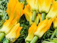 南瓜花花蕊能吃嗎？南瓜花是雌雄同株嗎