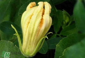 南瓜花怎么洗？南瓜花怎么處理