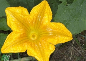 南瓜花怎么洗？南瓜花怎么處理