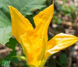 南瓜花可以吃嗎？南瓜花怎么吃