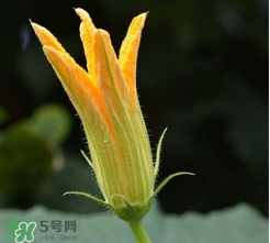 南瓜花花蕊能吃嗎？南瓜花是雌雄同株嗎