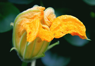 南瓜花怎么洗？南瓜花怎么處理