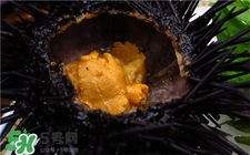 海膽是什么?海膽的營(yíng)養(yǎng)價(jià)值