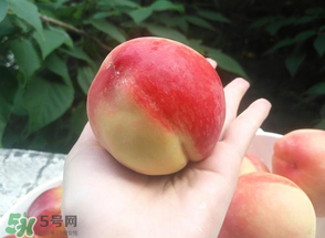 毛桃熱量高嗎？一個(gè)毛桃的熱量