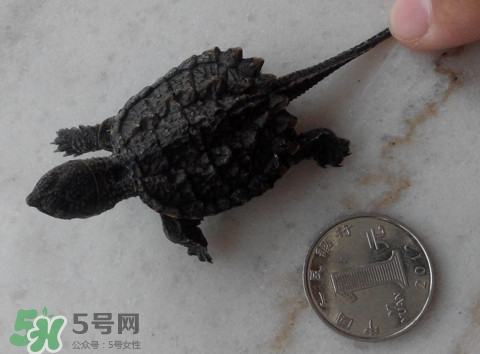 鱷龜是保護(hù)動(dòng)物嗎？鱷龜是外來(lái)物種嗎