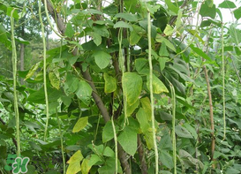 7月份可以種豆角嗎？豆角幾月份種？
