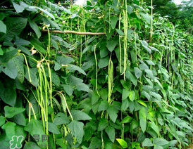 7月份可以種豆角嗎？豆角幾月份種？