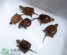 鱷龜最大能長(zhǎng)多大？鱷龜是水龜還是陸龜