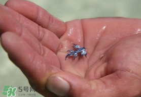 海蛞蝓可以當(dāng)寵物養(yǎng)嗎？ 海蛞蝓多少錢一只？