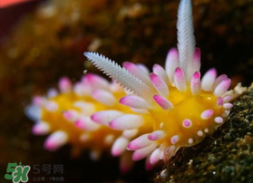 海蛞蝓可以當(dāng)寵物養(yǎng)嗎？ 海蛞蝓多少錢一只？