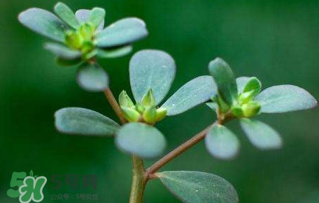 螞蚱菜對人體有哪些好處？螞蚱菜不能和什么一起吃