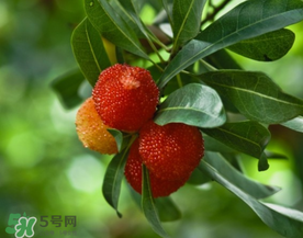 七月份還有楊梅嗎？7月份楊梅哪里有？