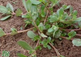 螞蚱菜怎么吃？螞蚱菜怎么做好吃