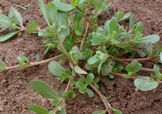 螞蚱菜對人體有哪些好處？螞蚱菜不能和什么一起吃