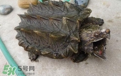 鱷龜是深水龜嗎？鱷魚龜是淡水龜還是海水龜