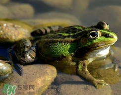 吃青蛙犯法嗎？買賣青蛙怎么處罰