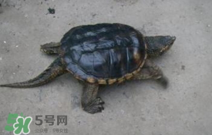 鱷龜可以吃嗎？鱷龜好吃嗎