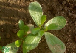 螞蚱菜洗好后怎么保存？剛采的螞蚱菜能存放幾天