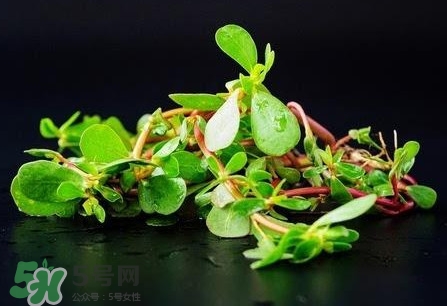 螞蚱菜是馬齒莧嗎？螞蚱菜是什么樣子的