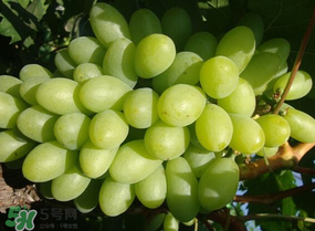 青提上有黑點(diǎn)怎么回事？青提長斑點(diǎn)是什么原因？