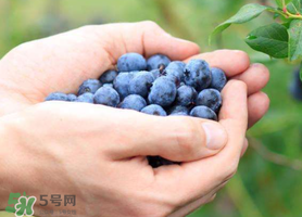 藍(lán)莓什么品種好？盆栽藍(lán)莓什么品種好？