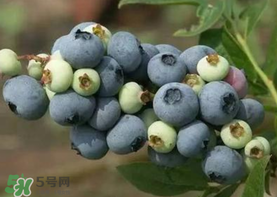 藍(lán)莓什么品種好？盆栽藍(lán)莓什么品種好？