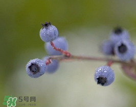 野生藍(lán)莓多少錢一斤？野生藍(lán)莓多少錢一箱？
