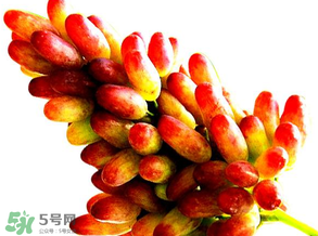 美人指葡萄多少錢一斤？美人指葡萄是轉(zhuǎn)基因嗎？