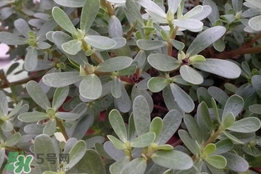 馬蜂菜孕婦可以吃嗎？孕婦能吃馬蜂菜嗎