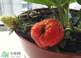 七月份有草莓嗎？7月份有草莓嗎？