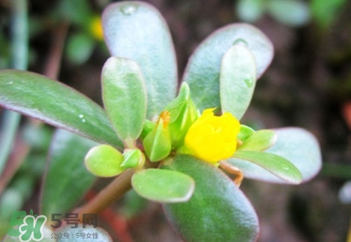 馬蜂菜治什么病？馬蜂菜的功效與作用