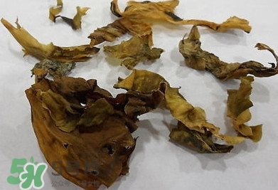 昆布是什么？昆布是海帶嗎