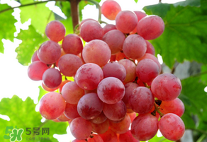 紅提變軟了還能吃嗎？紅提變軟是不是壞了？
