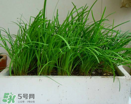 6月份能種韭菜嗎？ 6月份能種韭菜種子嗎？