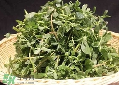 馬蜂菜孕婦可以吃嗎？孕婦能吃馬蜂菜嗎