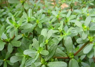 馬蜂菜治什么病？馬蜂菜的功效與作用