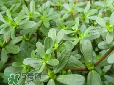 馬蜂菜跟什么相克？什么人不能吃馬蜂菜？